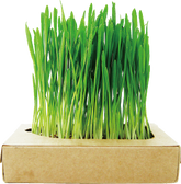 Cat Grass Fresh Cultivation Box-Cat Lettuce